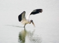 Wood-Stork;Mycteria-americana;Stork;One;one-animal;avifauna;bird;birds;feather;f